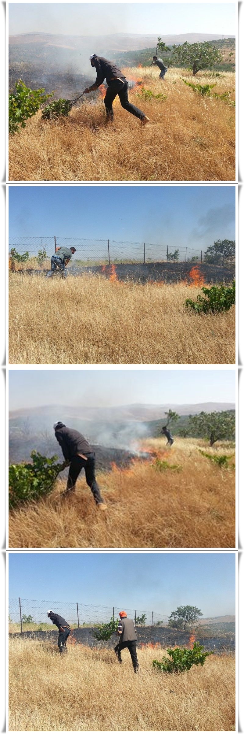 11150492_906075209439196_2741678904895890142_n-vert