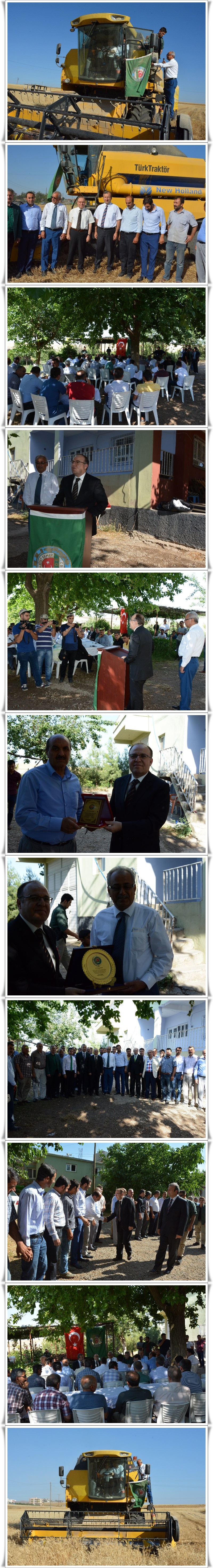 Hasat Bayramı (10)-vert